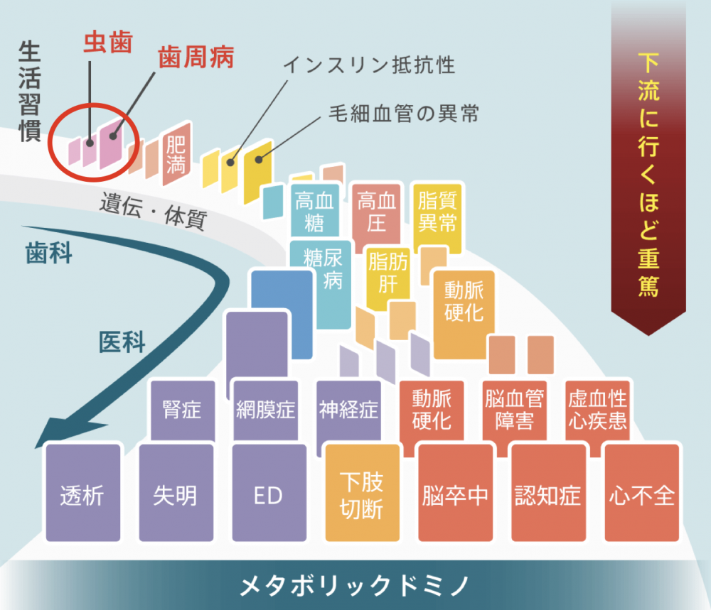 歯の病気と全身疾患の関係について